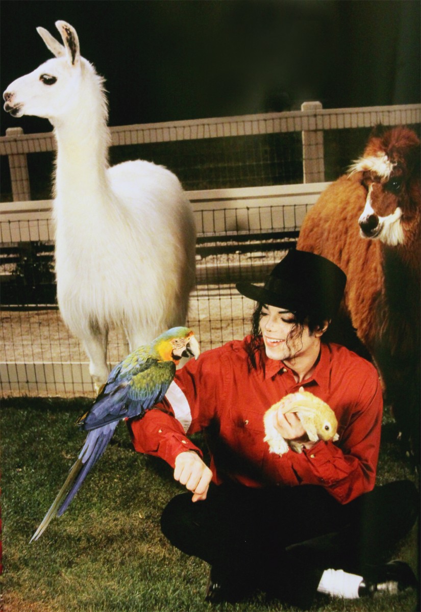Michael Jackson: pic #981132
