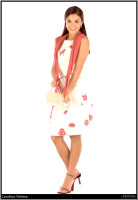 photo 3 in Carolina gallery [id11093] 0000-00-00