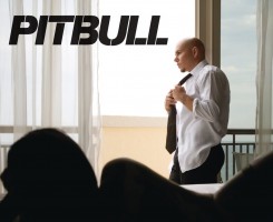 Pitbull photo #