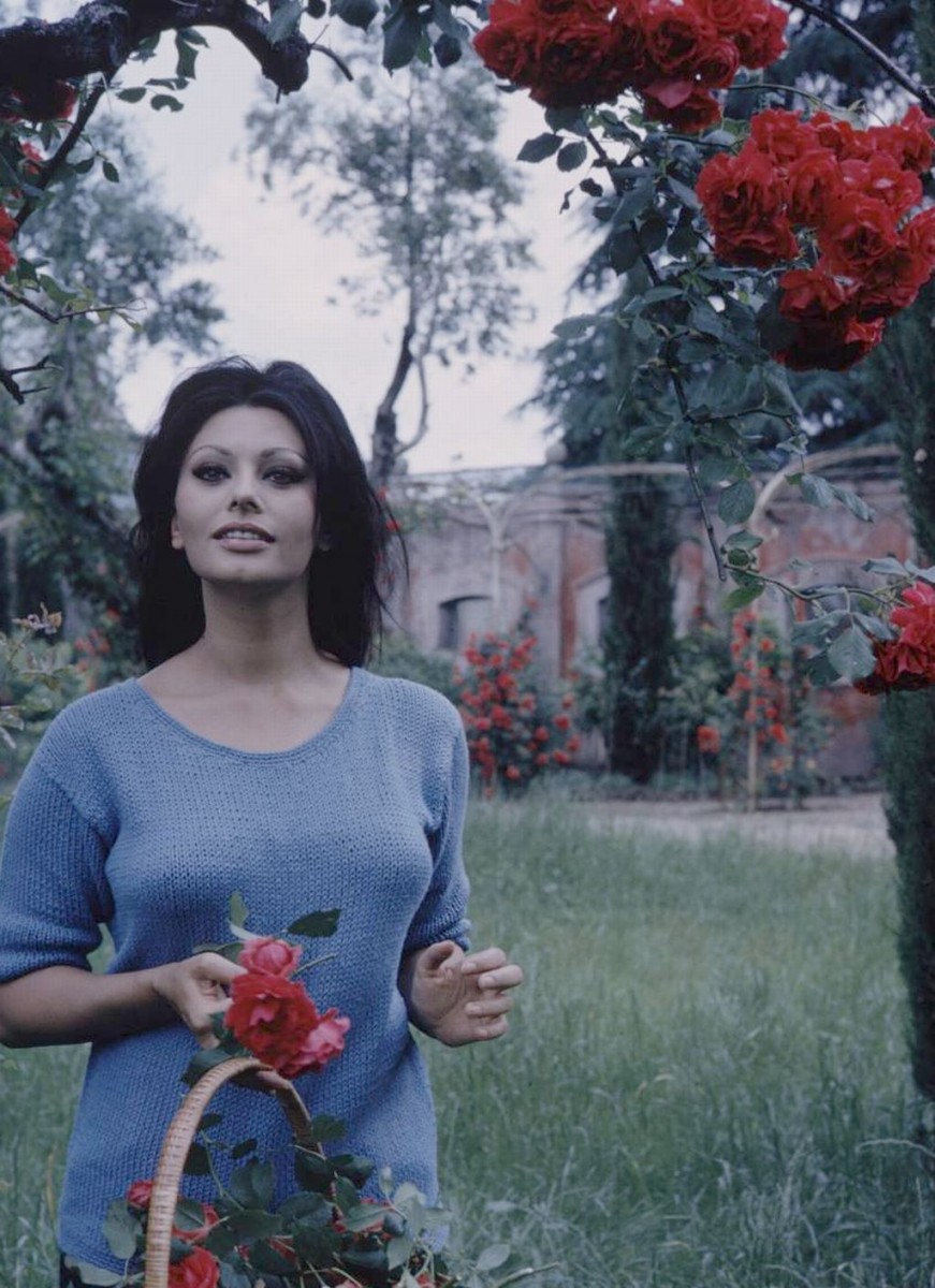 Sophia Loren: pic #484382