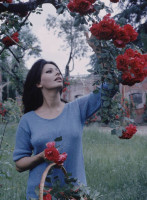 Sophia Loren photo #