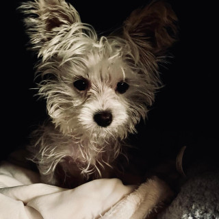 Michelle Pfeiffer instagram pic #448761