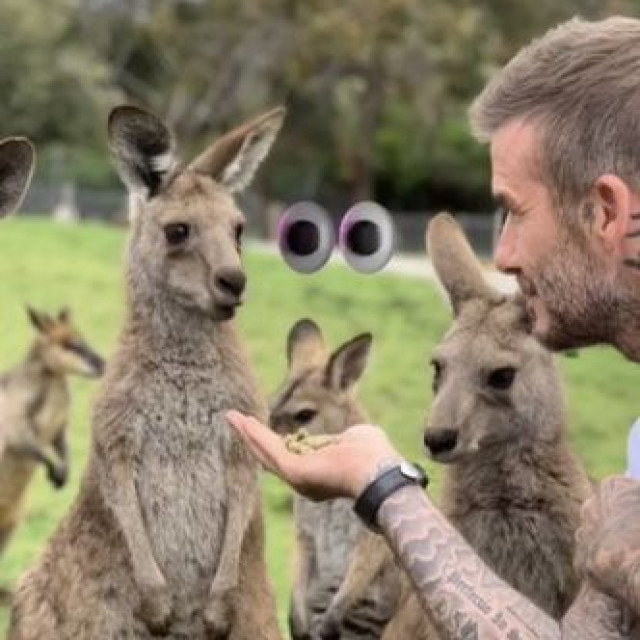 David Beckham showed his photos with koalas and kangaroos