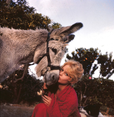 photo 7 in Brigitte Bardot gallery [id270653] 2010-07-16 00:00:00