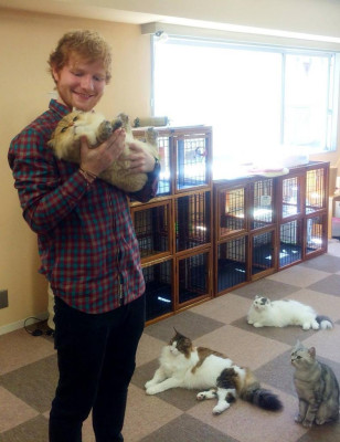 Ed Sheeran pic #1169144