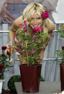 Heidi Klum pic #218007