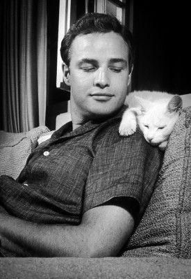 photo 14 in Brando gallery [id182638] 2009-09-23 00:00:00