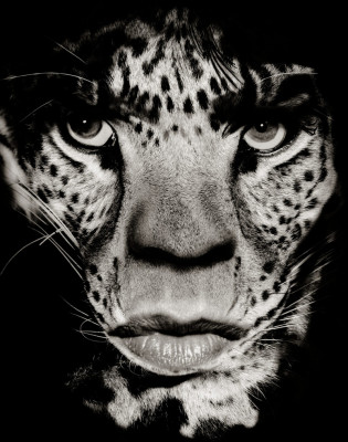 Mick Jagger pic #274797