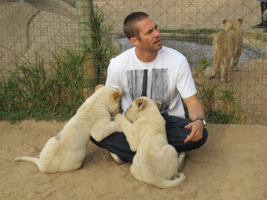 Paul Walker pic #426186