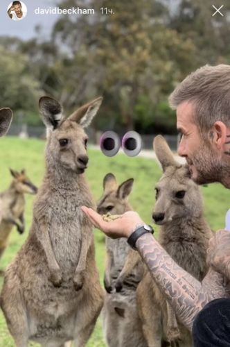 David Beckham showed his photos with koalas and kangaroos