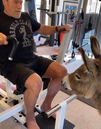 Arnold Schwarzenegger showed his training with a donkey
