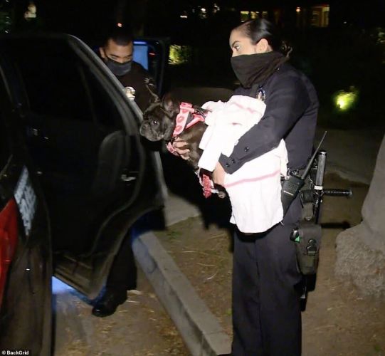 Lady Gaga had her dogs stolen and her dog walker shot